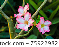 Desert Rose or Impala Lily flower in the garden 75922982