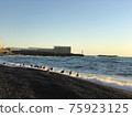 Sandy beach and flock of seabirds 75923125