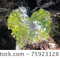 Forest that looks like a heart 75923128