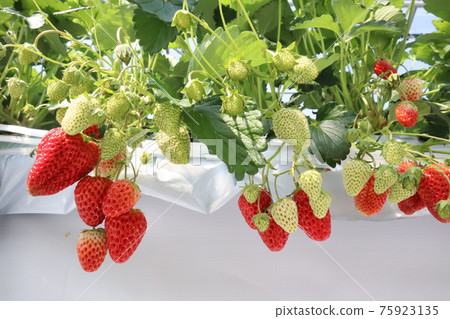 Strawberry picking Strawberry picking 75923135