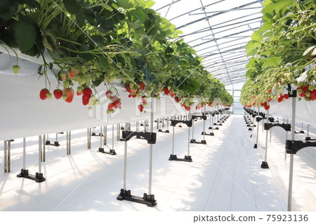 Strawberry picking Strawberry picking 75923136