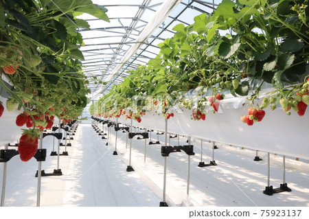 Strawberry picking Strawberry picking 75923137