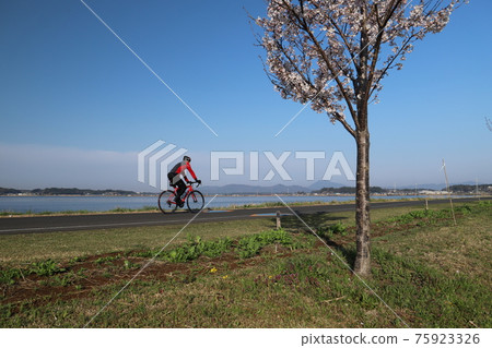 在油菜花和櫻花盛開的筑波霞浦輪林路上奔跑的騎自行車者 在油菜花和櫻花盛開的筑波霞浦輪林路上奔跑的騎自行車者 75923326