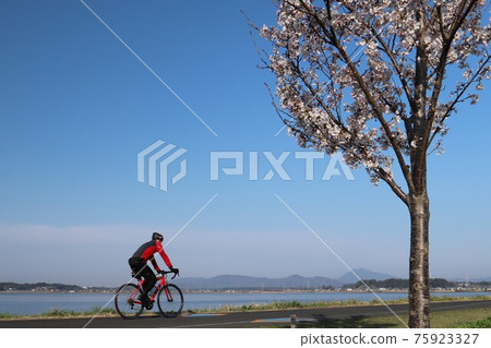 在油菜花和櫻花盛開的筑波霞浦輪林路上奔跑的騎自行車者 在油菜花和櫻花盛開的筑波霞浦輪林路上奔跑的騎自行車者 75923327