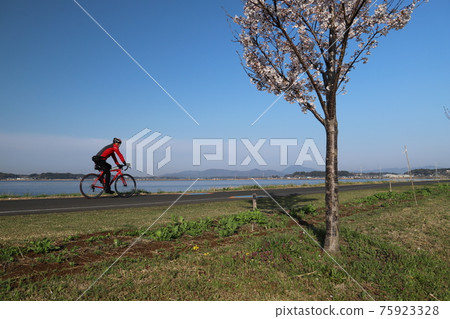 在油菜花和櫻花盛開的筑波霞浦輪林路上奔跑的騎自行車者 75923328