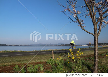 在油菜花和櫻花盛開的筑波霞浦輪林路上奔跑的騎自行車者 75923329