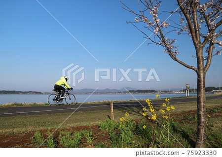 在油菜花和櫻花盛開的筑波霞浦輪林路上奔跑的騎自行車者 在油菜花和櫻花盛開的筑波霞浦輪林路上奔跑的騎自行車者 75923330