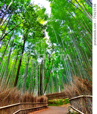 覆蓋嵐山和竹林小徑角的竹林 75923536