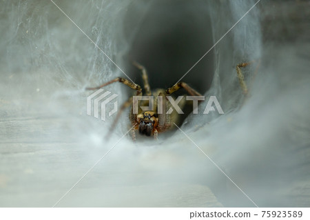 Big scary spider crawls on a web. Big scary spider crawls on a web. 75923589