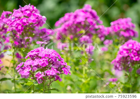Beautiful garden flower in bloom. Phlox paniculata. 75923596