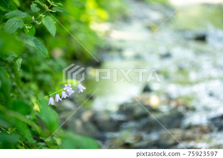 Beautiful blue bell flower by mountain waterfall. 75923597