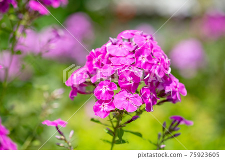 Beautiful garden flower in bloom. Phlox paniculata. Beautiful garden flower in bloom. Phlox paniculata. 75923605