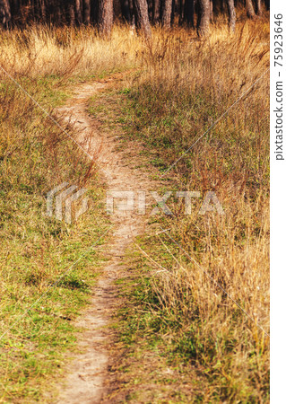 Hiking path leading to the forest. 75923646