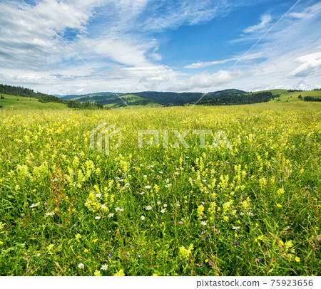 Beautiful meadow field with wildflowers against the background of mountains with clouds Beautiful meadow field with wildflowers against the background of mountains with clouds 75923656