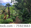 Rails in the forest 75923663