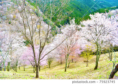 山間櫻花盛開 山間櫻花盛開 75923745