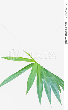 horizontal green leaf texture for pattern and background horizontal green leaf texture for pattern and background 75923797