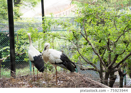 Stork Stork 75923944