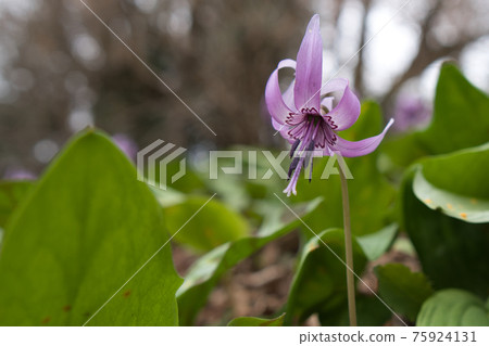 美麗的花朵盛開在田野 美麗的花朵盛開在田野 75924131