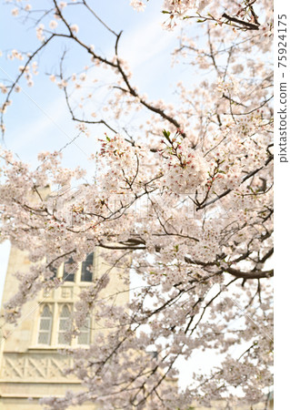 橫濱 - 山手 75924175