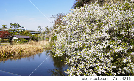 Spring in Sankeien, a scenic spot in Yokohama City, Kanagawa Prefecture Spring in Sankeien, a scenic spot in Yokohama City, Kanagawa Prefecture 75924216