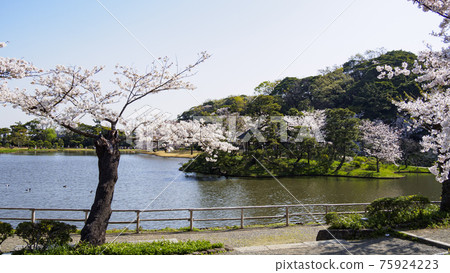 Spring in Sankeien, a scenic spot in Yokohama City, Kanagawa Prefecture 75924223