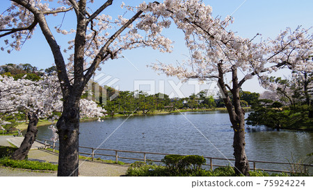 神奈川縣橫濱市風景名勝三溪園的春天 75924224