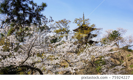 神奈川縣橫濱市風景名勝三溪園的春天 75924227
