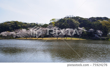 Spring in Sankeien, a scenic spot in Yokohama City, Kanagawa Prefecture 75924276