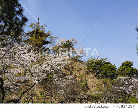 Spring in Sankeien, a scenic spot in Yokohama City, Kanagawa Prefecture 75924297