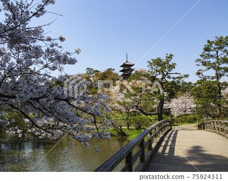 Spring in Sankeien, a scenic spot in Yokohama City, Kanagawa Prefecture Spring in Sankeien, a scenic spot in Yokohama City, Kanagawa Prefecture 75924311