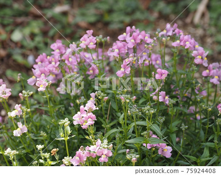 花園花半邊蓮 75924408