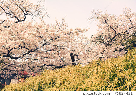 Yokohama · Motomachi Park Yokohama · Motomachi Park 75924431