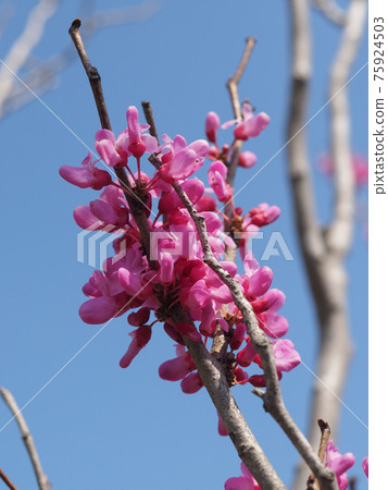 Hanazu Ow Hanazu Ow 75924503