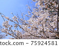 Cherry blossoms of Shimosuke pond park 75924581