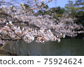 Cherry blossoms of Shimosuke pond park 75924624