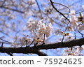 Cherry blossoms of Shimosuke pond park 75924625