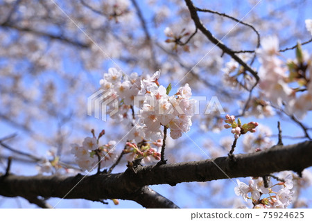 Cherry blossoms of Shimosuke pond park Cherry blossoms of Shimosuke pond park 75924625