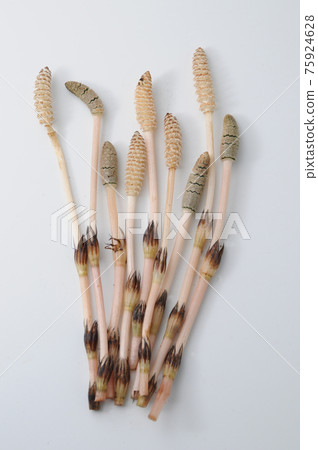 筑紫 筑紫 75924628