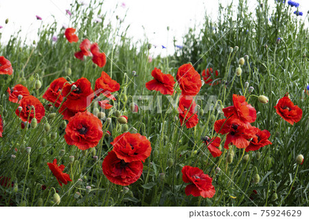 Upload red poppies / Omiya Hananooka Norin Koen (Saitama City, Saitama Prefecture) Upload red poppies / Omiya Hananooka Norin Koen (Saitama City, Saitama Prefecture) 75924629