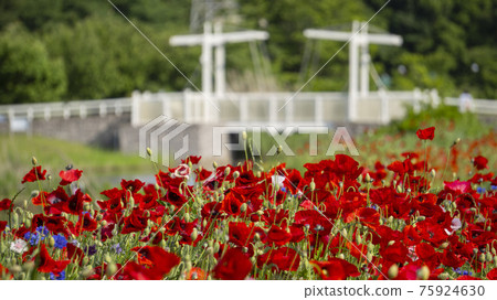 Red poppy field in front of a white bridge / Omiya Hananooka Norin Koen (Saitama City, Saitama Prefecture) Red poppy field in front of a white bridge / Omiya Hananooka Norin Koen (Saitama City, Saitama Prefecture) 75924630