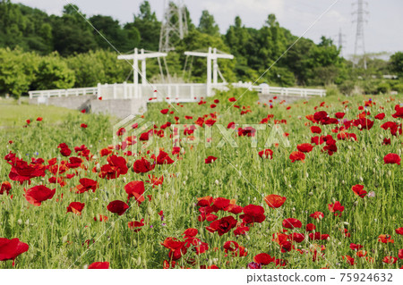 Red poppy field in front of the bridge / Omiya Hananooka Norin Koen (Saitama City, Saitama Prefecture) 75924632