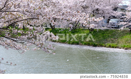 The cherry blossoms on the river were in full bloom and the petals flew on the wind and it was beautiful. 75924838