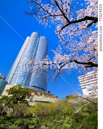 Roppongi Hills and Sakura, Tokyo 75924850