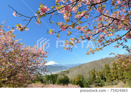 大井夢之裡的富士山和早開的櫻花 75924865