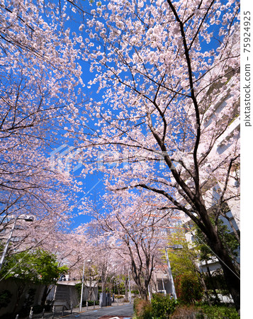 Roppongi Sakurazaka in full bloom, Tokyo 75924925