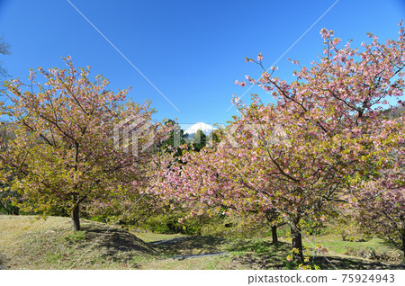 Mt. Fuji in Oi Yume no Sato and early blooming cherry blossoms Mt. Fuji in Oi Yume no Sato and early blooming cherry blossoms 75924943