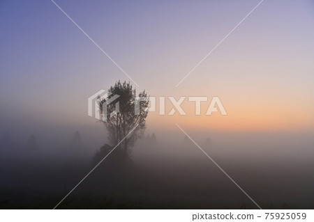 A grove of fog and sunrise at Watarase Retarding Ground 75925059