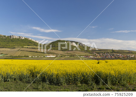 oilseed rape, Palava, Southern Moravia, Czech Republic oilseed rape, Palava, Southern Moravia, Czech Republic 75925209