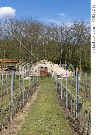 wine cellar, Palava region, South Moravia, Czech Republic 75925212
